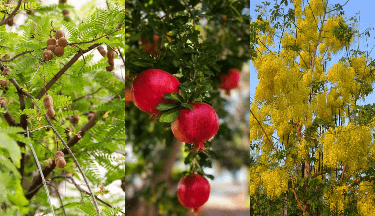 auspicious tree