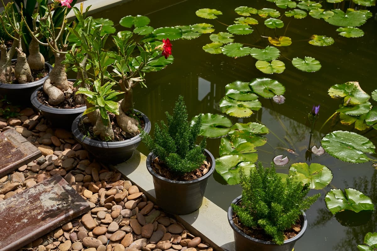 siama, ศยามะ, ศยามะ อยุธยา, คาเฟ่, คาเฟ่เปิดใหม่, คาเฟ่อยุธยา